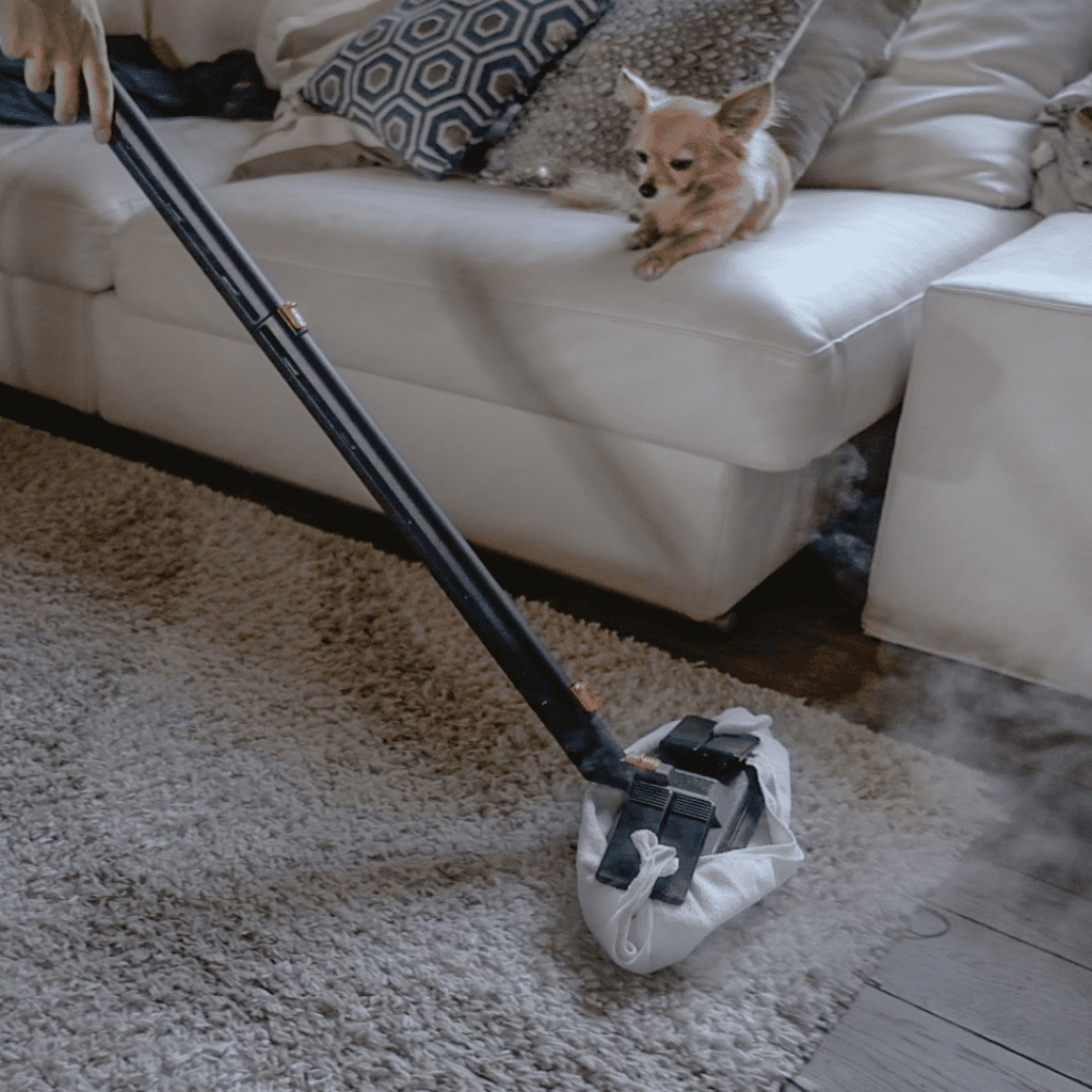 Carpet Sanitising in home with pets