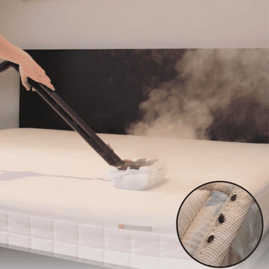 bed bugs mattress sanitise feature image